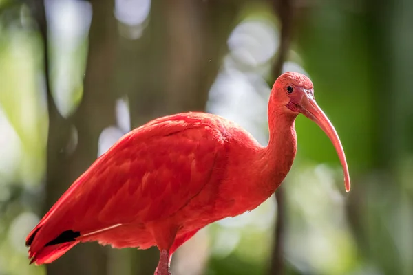 Rode ibis zittend op een tak. — Stockfoto