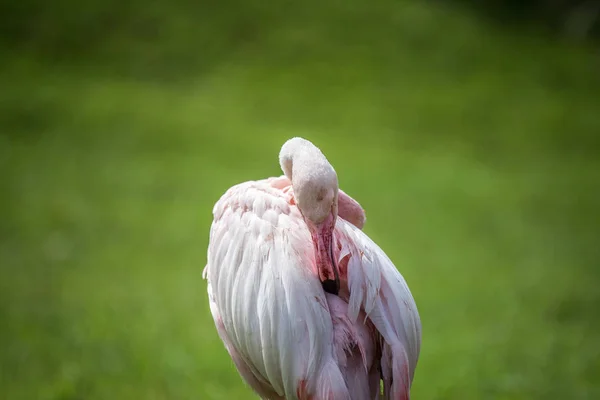 Grotere flamingo zelfreinigend. — Stockfoto