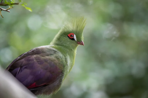 Knysna 's turaco auf einem Ast im Wald. — Stockfoto