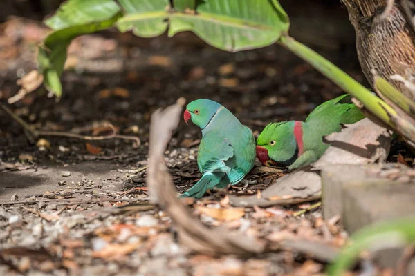 Rose-ringed parakeet and ring-necked parakeet. — Stock Photo, Image