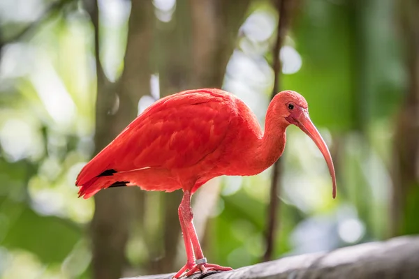 Rode ibis zittend op een tak. — Stockfoto