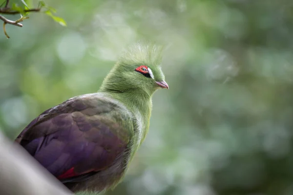 Knysna's turaco on a branch in the forest. — Stock Photo, Image