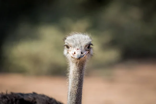 Close up of an Ostrich head in Africa. — Stock Photo, Image