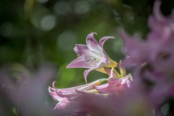 Close up of a Belladonna lily. — Stock Photo, Image