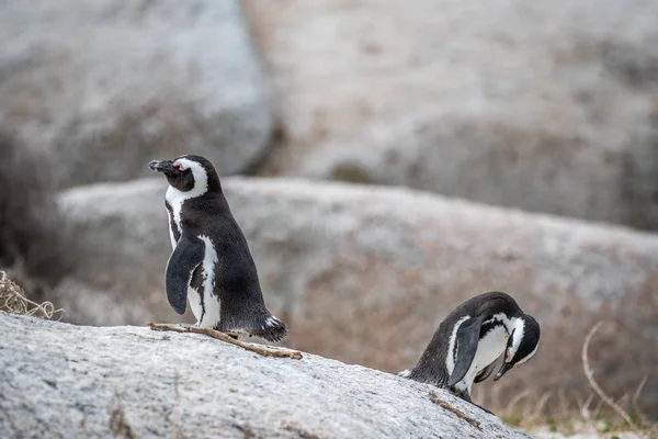 Dois pinguins africanos em pé sobre uma rocha . — Fotografia de Stock