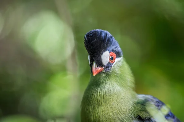 Purpurhauben-Turaco aus nächster Nähe im Wald. — Stockfoto