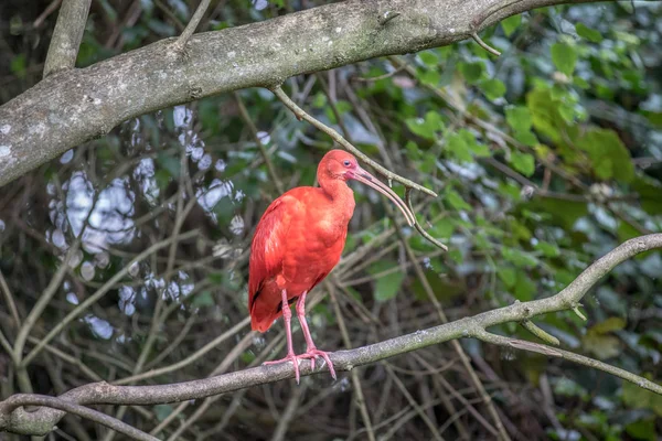 Scarlet ibis sitting on a branch. — Stock Photo, Image