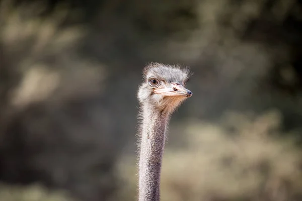 Close up of an Ostrich head in Africa. — Stock Photo, Image