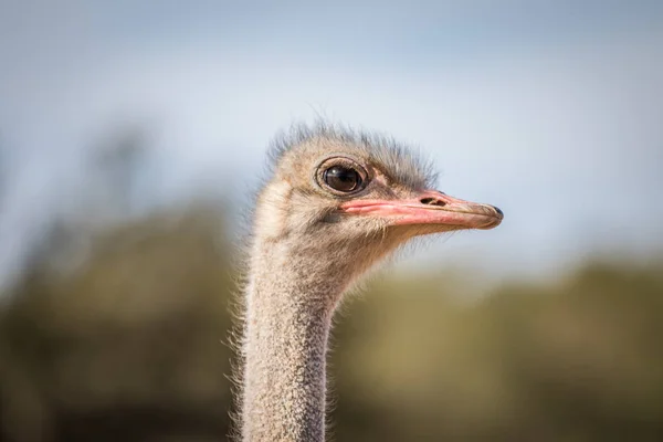 Close up van een struisvogel-kop in Afrika. — Stockfoto