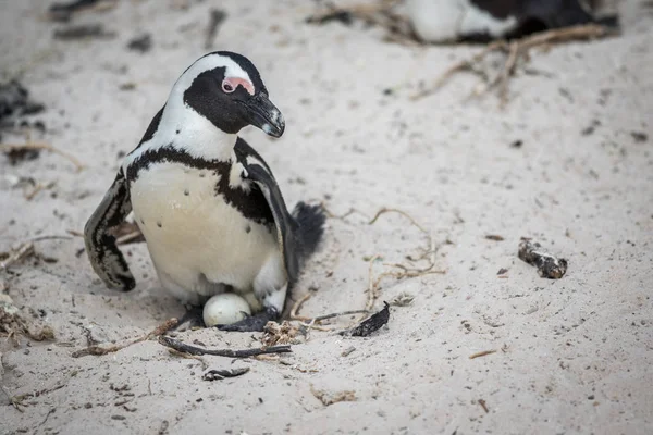 Африканский пингвин сидит на яйце . — стоковое фото