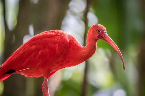 Ibis szkarłatny, siedząc na gałęzi. — Zdjęcie stockowe