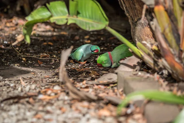 Rose-ringed parakeet and ring-necked parakeet. — Stock Photo, Image