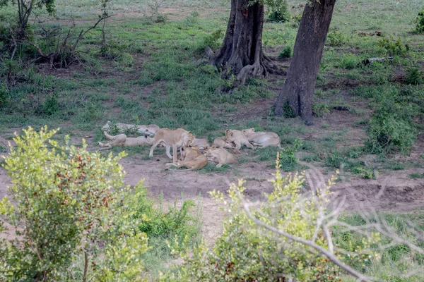 Bir ağacın altında uyku aslan gurur. — Stok fotoğraf