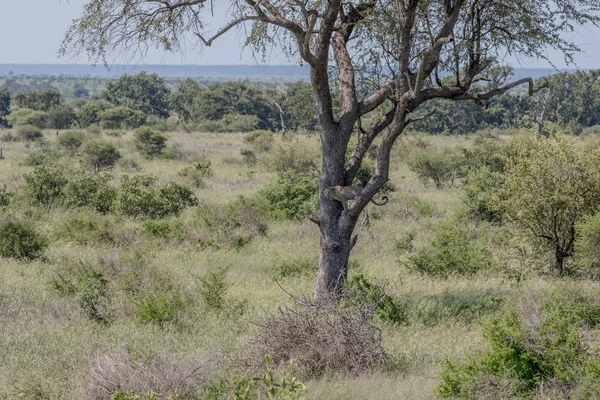 Leopardo seduto su un albero nel Kruger . — Foto Stock