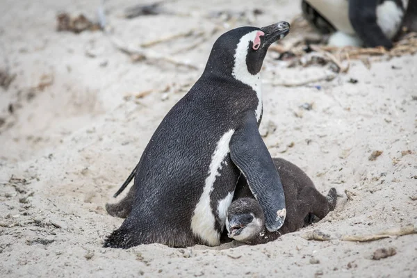 Два африканских пингвина обнимаются в песке . — стоковое фото