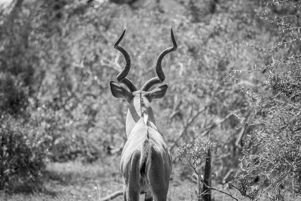 Kudu tjuren bakifrån i Kruger. — Stockfoto