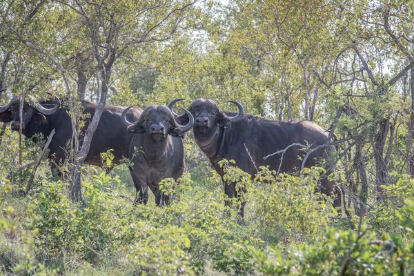 Çalıların arasında Afrika manda. — Stok fotoğraf