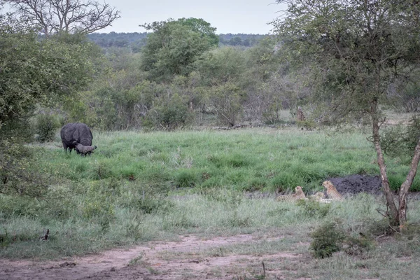 Geparden in einer Drainageschnur beim Anblick eines Büffels. — Stockfoto