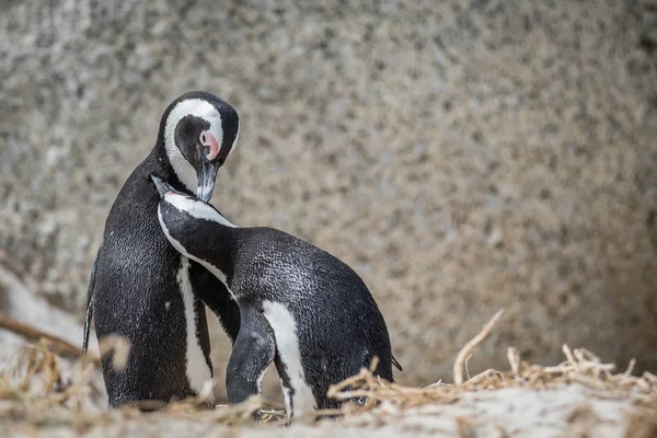 Dois pinguins africanos se unindo na areia . — Fotografia de Stock