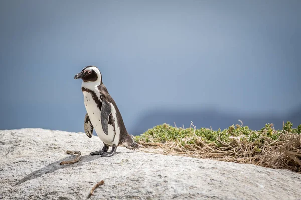 Pingouin africain debout sur un rocher . — Photo