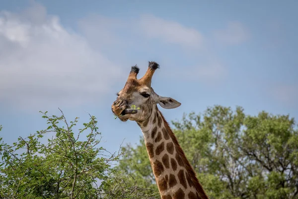 Jirafa de pie en la hierba en el Kruger . — Foto de Stock