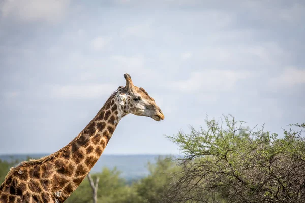 Primer plano de una jirafa en el Kruger . — Foto de Stock