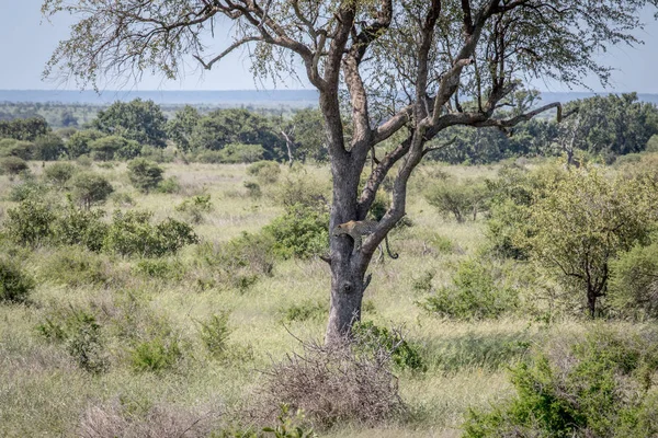 Luipaard zittend in een boom in het Kruger. — Stockfoto