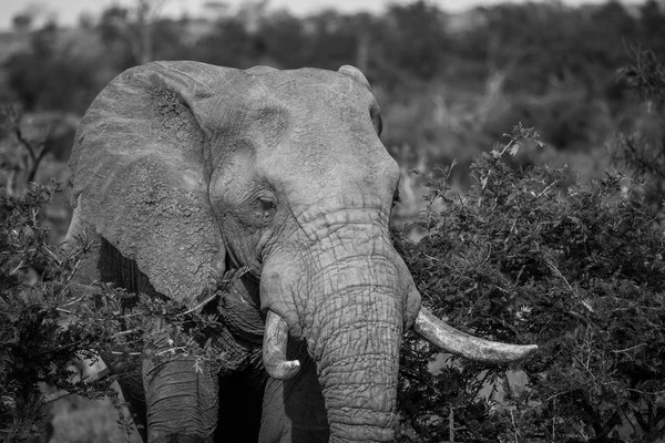 Primo piano di un elefante africano . — Foto Stock