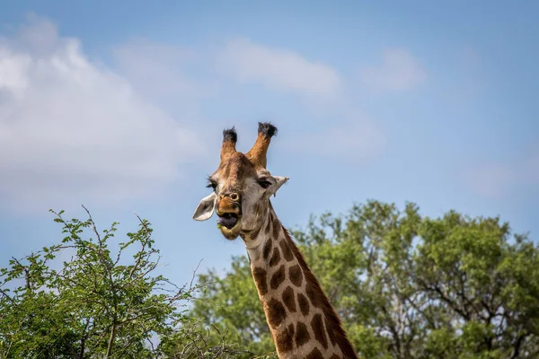 Jirafa de pie en la hierba en el Kruger . — Foto de Stock