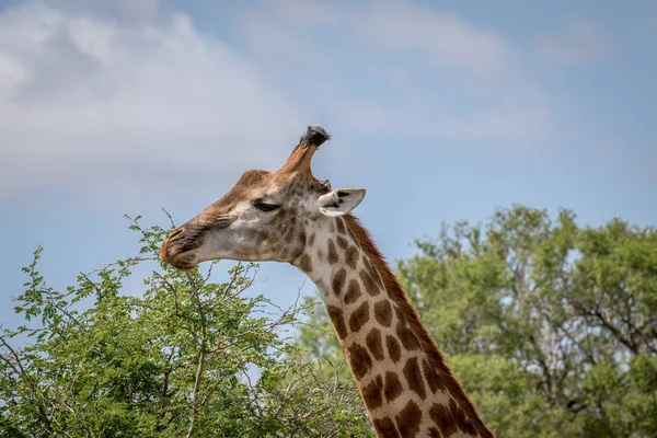 Jirafa de pie en la hierba en el Kruger . — Foto de Stock