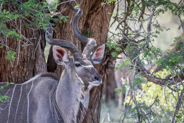 크루 거 Kudu 황소의 클로즈업. — 스톡 사진