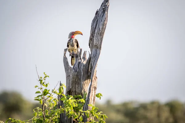 Gelbschnabelhornvogel auf einem Ast. — Stockfoto