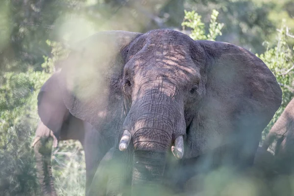 Elefante da vicino dietro i rami nel Kruger . — Foto Stock