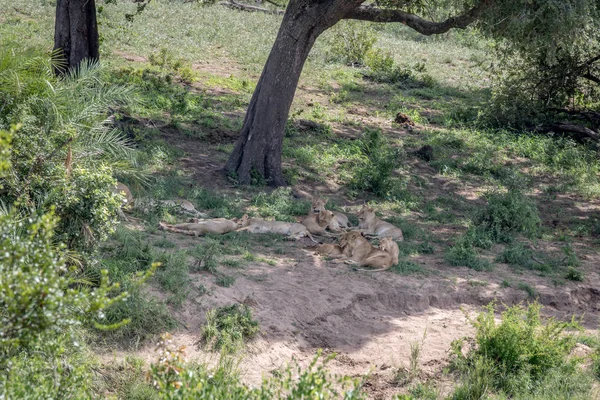 Fierté des Lions dormant sous un arbre . — Photo