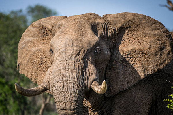 Close up of an African elephant in the Kruger National Park, South Africa.