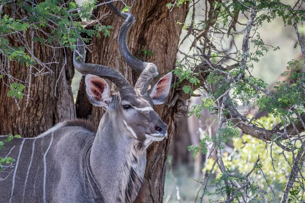 Gros plan d'un taureau Kudu à Kruger . — Photo