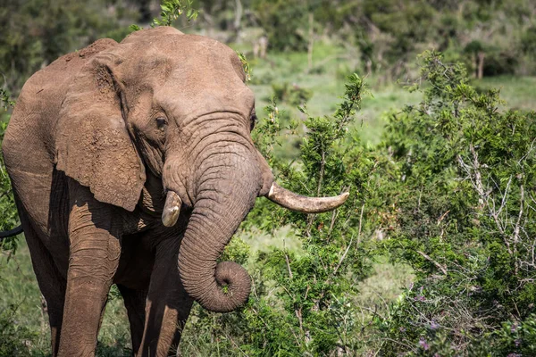 Primer plano de un elefante africano comiendo . — Foto de Stock