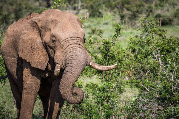 Close up of an African elephant eating.