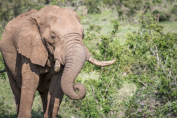 Primer plano de un elefante africano comiendo . — Foto de Stock