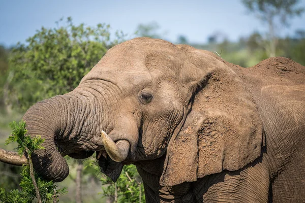 Primer plano de un elefante africano . — Foto de Stock