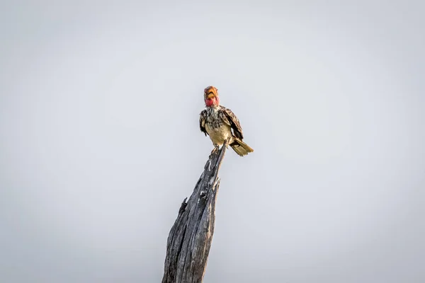 Желтоклювый рогоклюв на ветке. — стоковое фото