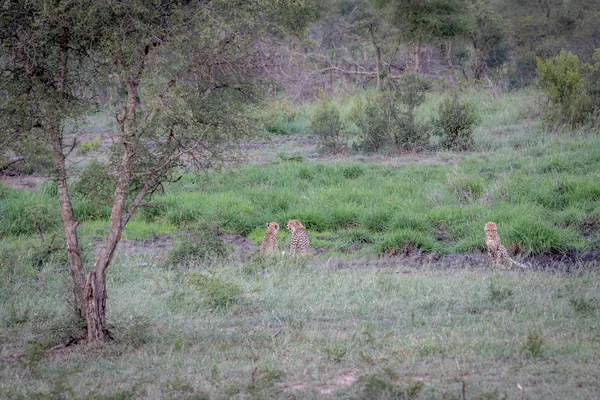 Tre ghepardi nascosti in una linea di drenaggio . — Foto Stock