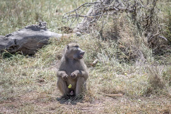Pavián seděl v trávě v Kruger. — Stock fotografie
