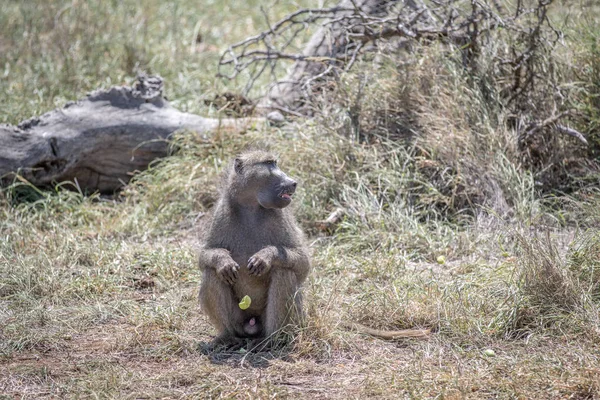 Ül a fűben, a Kruger a pávián. — Stock Fotó