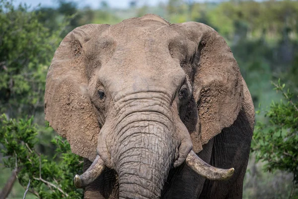 Fechar de um elefante africano . — Fotografia de Stock