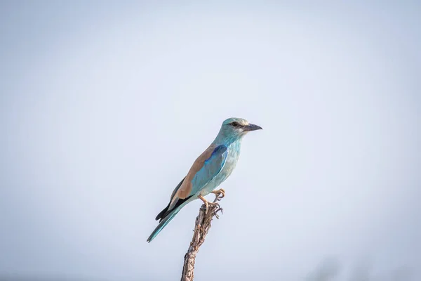 European roller on a branch in the Kruger. — Stock Photo, Image