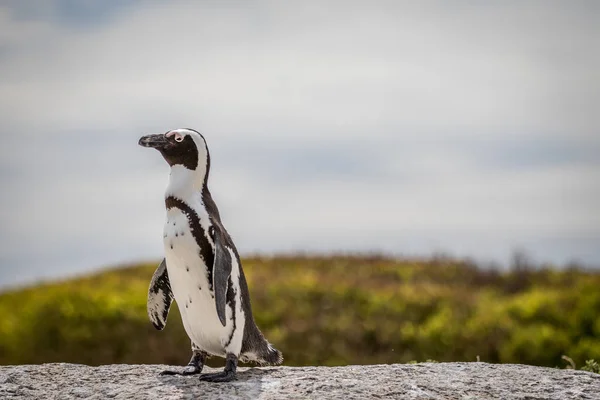 Pinguim africano em pé sobre uma rocha . — Fotografia de Stock