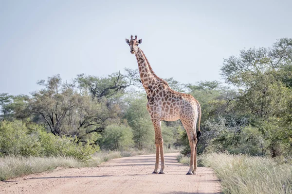 Giraffe standing in the middle of the road.