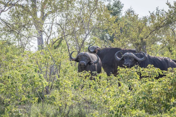 Afrických buvolů v křoví. — Stock fotografie