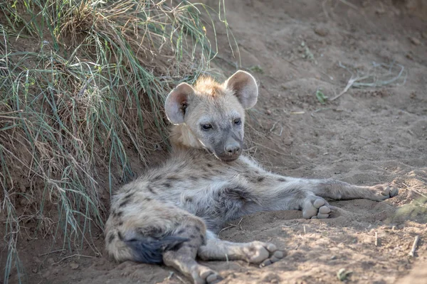 Young Spotted hyena laying in the sand.